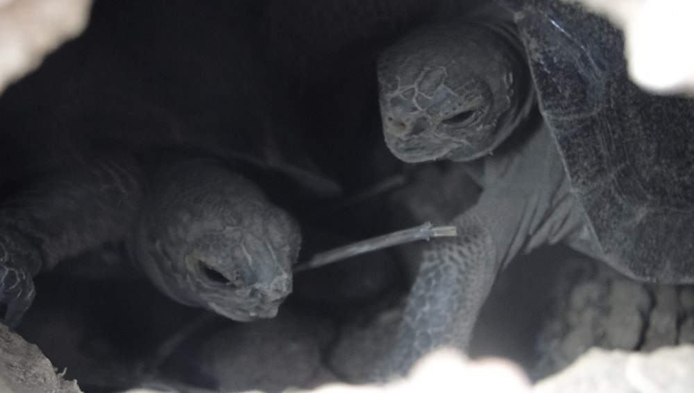 Dos tortugas de corta edad, en la Isla Pinzón de Ecuador